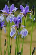 Iris am Kaiserstuhl